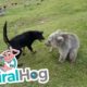 Dog and Bear Playing Together || ViralHog