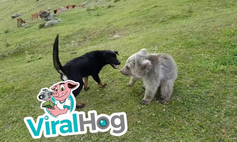 Dog and Bear Playing Together || ViralHog