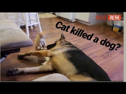 Dog playing with pussy