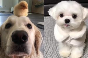 Dogs of Instagram ❤️ Cute Puppies Doing Funny Things 2020 ❤️ Cutest Dogs