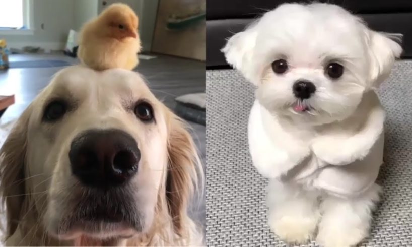 Dogs of Instagram ❤️ Cute Puppies Doing Funny Things 2020 ❤️ Cutest Dogs