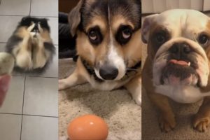 Dogs of Tik Tok - Funniest Compilation of Cutest Puppies