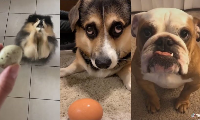 Dogs of Tik Tok - Funniest Compilation of Cutest Puppies