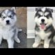 Dog‎‏ Baby Dogs Cute And Funny Dog Videos  Cutest Puppies On Earth 2020