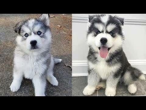 Dog‎‏ Baby Dogs Cute And Funny Dog Videos  Cutest Puppies On Earth 2020