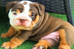 ENGLISH BULLDOG PUPPIES| Funny and cute English bulldog puppies Compilation # 14(2020)|Animal Lovers