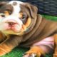 ENGLISH BULLDOG PUPPIES| Funny and cute English bulldog puppies Compilation # 14(2020)|Animal Lovers
