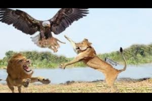 Eagle vs Lion Real Fight BEST ANIMAL FIGHT 2020