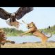 Eagle vs Lion Real Fight BEST ANIMAL FIGHT 2020