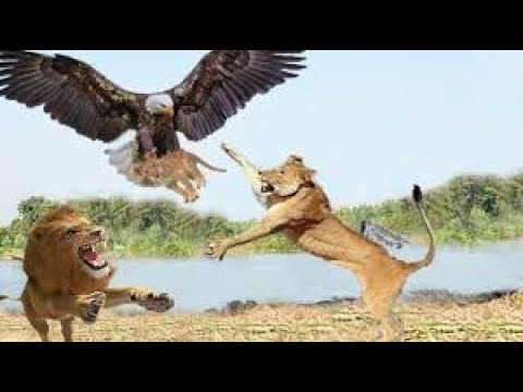 Eagle vs Lion Real Fight BEST ANIMAL FIGHT 2020