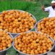 Egg Bonda Recipe | Egg Bajji With Tomato Rice Recipe For Kids || Nawabs kitchen