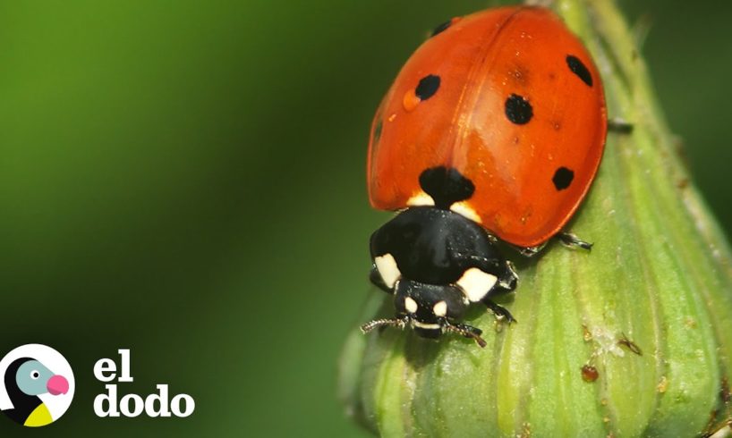 El maravilloso ciclo de vida de una mariquita | El Dodo