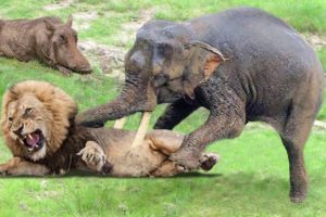 Elephant, Buffalo Save Warthog From Lion Hunting - Elephant Vs Lion - Buffalo Vs Lion - Animal Fight