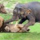 Elephant, Buffalo Save Warthog From Lion Hunting - Elephant Vs Lion - Buffalo Vs Lion - Animal Fight