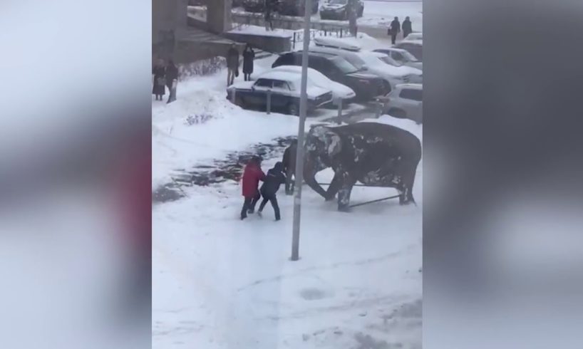 Elephants run away from circus to play in snow