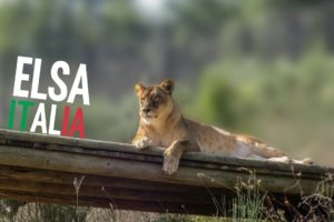 Elsa - the lioness rescued from the circus