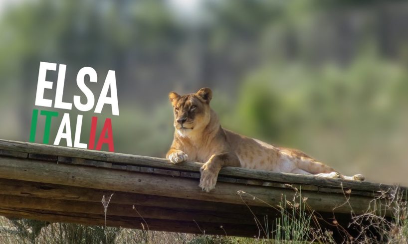 Elsa - the lioness rescued from the circus