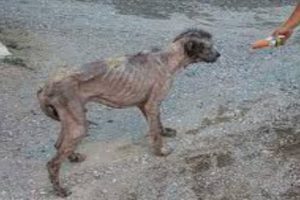 Emaciated and Severely Dehydrated Dog Rescued from Elderly Owner with Dementia
