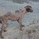 Emaciated and Severely Dehydrated Dog Rescued from Elderly Owner with Dementia