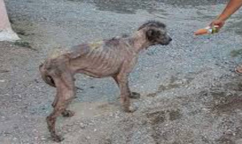 Emaciated and Severely Dehydrated Dog Rescued from Elderly Owner with Dementia