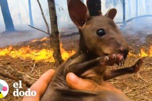 Este hombre rescató a un ualabí de los fuegos de Australia | El Dodo