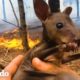 Este hombre rescató a un ualabí de los fuegos de Australia | El Dodo