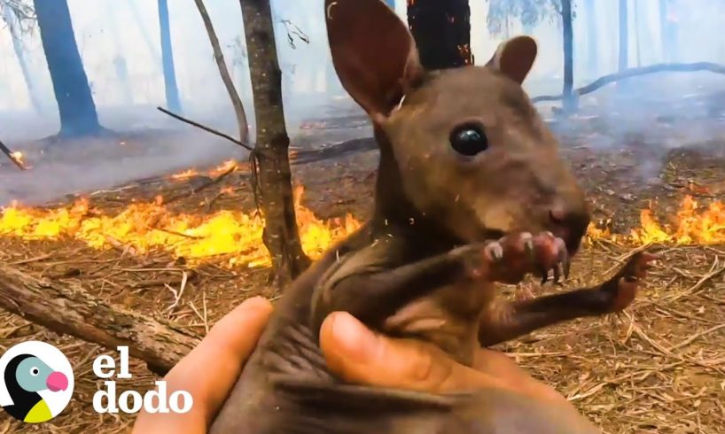 Este hombre rescató a un ualabí de los fuegos de Australia | El Dodo