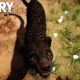 FAR CRY PRIMAL - Rare Black Jaguar Animal Fight Compilation (PS4) HD
