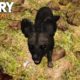 FAR CRY PRIMAL - Rare Dhole Animal Fight Compilation (PS4) HD