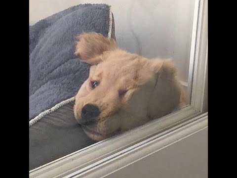 FUNNY DOGS AND CATS ?❤? | CUTE DOG VIDEOS | CUTE PUPPIES | KITTENS AND PUPPIES|