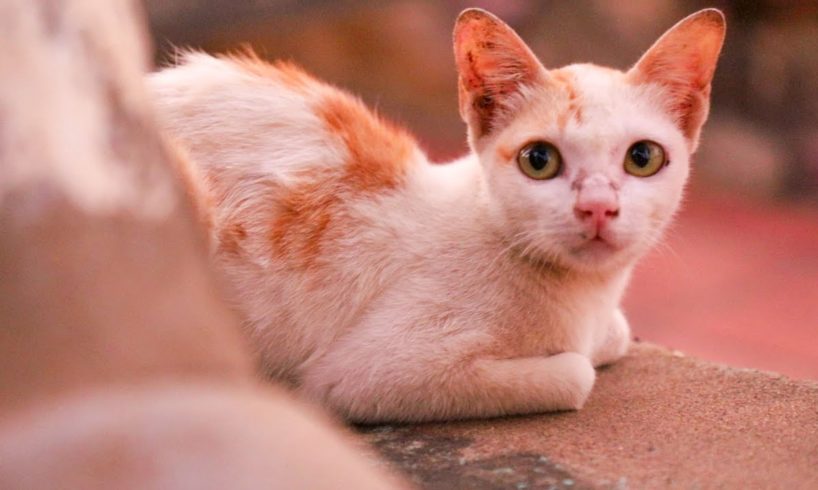 Fail Rescue Kitten They Run Far A Way From Us | Kittens Afraid Us