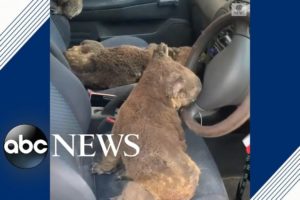 Family rescues koalas from Kangaroo Island, Australia | ABC News