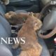 Family rescues koalas from Kangaroo Island, Australia | ABC News