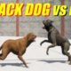 Far Cry 5 Arcade - Animal Fight: Attack Dog vs Dog Battles (Custom Map Editor)