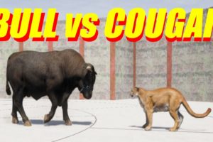 Far Cry 5 Arcade - Animal Fight: Bull vs Cougar Battles (Custom Map Editor)