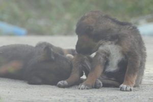 Feeding Poor Puppies  On The Street | Very Cute Puppies On The Street