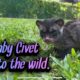 Feeding, playing with Civet cat before giving it to Wildlife Rescue.