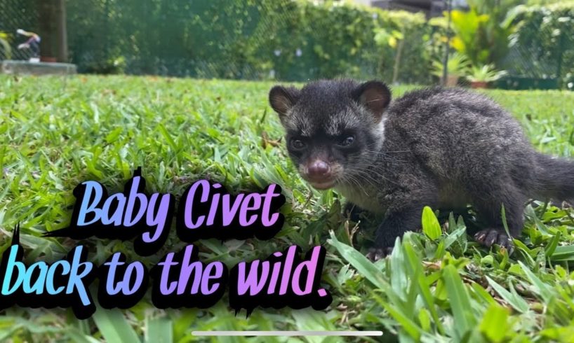 Feeding, playing with Civet cat before giving it to Wildlife Rescue.