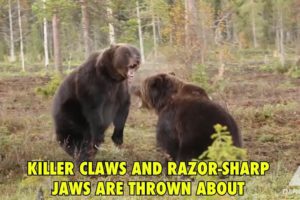 Ferocious Brown Bear Fight!