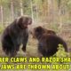 Ferocious Brown Bear Fight!
