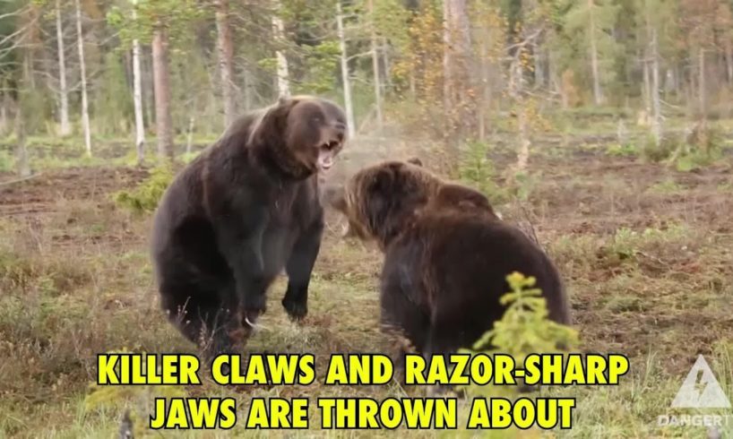 Ferocious Brown Bear Fight!