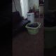 Ferret playing