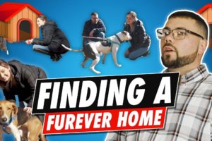 Finding A FURever Home ( WINGS OF FREEDOM ANIMAL RESCUE )