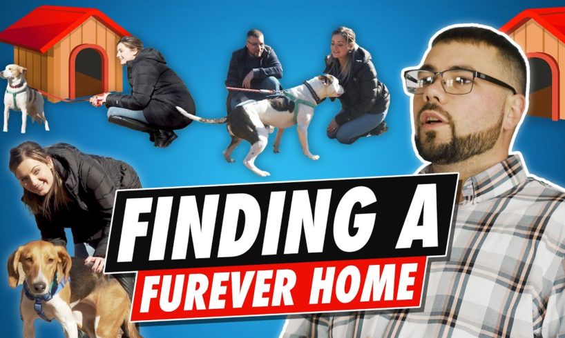Finding A FURever Home ( WINGS OF FREEDOM ANIMAL RESCUE )