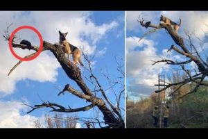 Firefighters Rescue Stuck Dog Who Came To Regret Chasing Cat Up A Tree