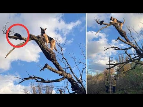 Firefighters Rescue Stuck Dog Who Came To Regret Chasing Cat Up A Tree