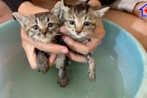 First Lovely Bath for 2 Abandoned kittens after rescue!