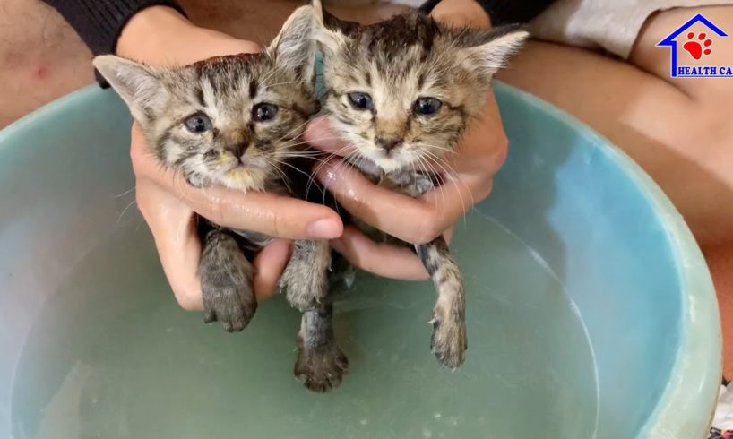 First Lovely Bath for 2 Abandoned kittens after rescue!