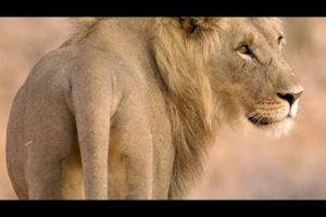 Five Young Lion Brothers Mate with One Lioness