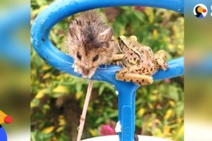 Frog and Mouse Rescued from Pool Drain Huddled Together | The Dodo